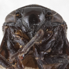 Head on Clastoptera sierra Doering, 1929: (Observation).