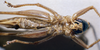 CollectionObject 1537874; b0b2bc1f-1889-4469-b7e6-0ccf6f1ee826: female, ventral view. (CollectionObject).