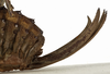 CollectionObject 1530598; 1f32a12e-8289-46a6-af11-da3648c39908: female ovipositor (syntype of Locusta pupaspinosa). (CollectionObject).