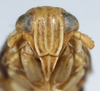 Head: !! display not done !! on Criomorphus inconspicuus (Uhler, 1877): (Observation).