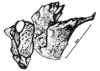 Spathalium liebermanni Ronderos, 1972: Fig. 28. male, head and pronotum, lateral view. (Otu).