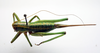CollectionObject 1520833; 068962b3-f6fd-4299-bc0d-dd579467d6d1: female, dorsal view (holotype). (CollectionObject).