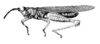 Sciaphilacris alata Descamps, 1976: Fig. 17. male, habitus. (Otu).