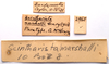 CollectionObject 2704308; CNMS 2965, 0037fd74-b194-4438-8550-5d3f8694319e, CNMS 2965: label. paratype. (CollectionObject).