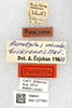 CollectionObject 1594376; 5378d43e-6a4f-4feb-8455-cb59781eedd6: labels (paratype). (CollectionObject).