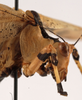 CollectionObject 1534631; 8cd11505-d7f4-4a3c-bba4-3379692a6d64: male pronotum, lateral view (holotype). (CollectionObject).