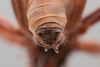 CollectionObject 2229687; b0bc9c22-3f28-4552-89af-a3bde19e6cb7: Male, postabdomen, axial view. (CollectionObject).