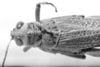 CollectionObject 1553640; 02fc6a9c-78b5-4920-bbcd-595777ddc67e: Image, C.S. Carbonell. female head and pronotum, dorsal view (syntype of Diponthus communis). (CollectionObject).