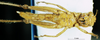 CollectionObject 1537582; e88c3f6c-9742-4fa6-bc49-79666e58b417: female, ventral view (holotype). (CollectionObject).