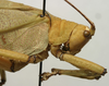 CollectionObject 1535078; c01a7bb7-e959-458c-a542-8c77e7c05b51: male pronotum, lateral view (lectotype). (CollectionObject).