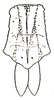Stenoxyphellus brachypterus Ramme, 1941: Fig. 17. female pronotum and tegmina. (Otu).