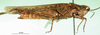 CollectionObject 1570317; 29ae75cb-6348-4816-9820-cb68674ab9a3: female, lateral view (paratype of Gymnobothrus houyi). (CollectionObject).