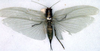 CollectionObject 1516893; 277874c4-0ce5-45ca-b2dc-c4e3dcd41c3d: female (holotype). (CollectionObject).