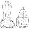 Aedeagus, ventral view: Aedeagus, ventral view. (Observation).