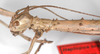 CollectionObject 1576614; 04e63718-9693-498a-925e-4acc8d677421: copyright USNM, Washington. female: head & part thorax, lateral view (paratype). (CollectionObject).;CollectionObject 1576615; 6b99b982-327a-4ec0-b37d-1dfcae616e79: copyright USNM, Washington. female: head & part thorax, lateral view (paratype). (CollectionObject).