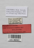 CollectionObject 1573594; 62b393cd-637d-4aa8-ada6-d47f6fb0cfb5: male, data labels (holotype). (CollectionObject).