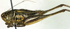 CollectionObject 1500486; df6cf2e8-72ba-4d8e-afbe-0b4ab0c4027d: male, lateral view (syntype). (CollectionObject).