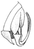 CollectionObject 1522462; 1380b0ea-7a29-400d-90df-75af78fcaa48, ANSP5325: Pl. 3, Fig. 2 (after type). male abdomen tip, lateral view. (CollectionObject).