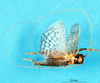 CollectionObject 1537650; 899aa1a3-0b21-4830-8ab8-c7e0ed60ec9a: male, dorsal view. (CollectionObject).