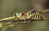 Zonocerus elegans elegans (Thunberg, 1815): Zonocerus elegans. (Otu).