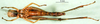 CollectionObject 1500969; 12786618-ca25-4848-8efc-fd74f2069dfe, DORSA BA000600S01: female, ventral view (holotype). (CollectionObject).
