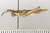 CollectionObject 1593077; 5d381ee4-ad6c-4f35-9add-0b47b54d11f9: male, lateral view (paratype). (CollectionObject).