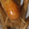 CollectionObject 1531284; NMW 15.460, 2fd990fc-f692-48ef-bcc2-4716a1d81b70: male, abdomen tip, dorsal view (syntype). (CollectionObject).