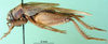 CollectionObject 1502226; 13803a95-118e-46d4-8349-c0302b413511: female, lateral view. (CollectionObject).
