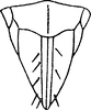 Ovipositor on Borulla gracilis Dworakowska, Sohi & Viraktamath, 1980: Ovipositor and pregenital sternite (female). (Observation).