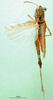CollectionObject 1578415; df96b08d-2af7-4a9f-b839-c63cf2ccee5c: male, dorsal view (paratype). (CollectionObject).