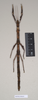 CollectionObject 1559490; dea99648-272c-4cb4-ad25-8011f635fffe: copyright Natural History Museum, London. female of synonym Lonchodes megabeast (paratype). (CollectionObject).;CollectionObject 1559491; 4fdcf7e7-ecb2-4223-a4b5-815c99f9356c: copyright Natural History Museum, London. female of synonym Lonchodes megabeast (paratype). (CollectionObject).