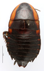 CollectionObject 1587415; MNHN(SF IMPORT DUPLICATE) MNHN-EP-EP871, c1891f28-110c-41b9-b2b0-b4d5190c69df: CC BY-NC-ND 4.0/MNHN - Depraetere Marion - 2014. Syntype, male, of cabrerae Bolívar, 1881. Specimen number: MNHN-EP-EP871. http://coldb.mnhn.fr/catalognumber/mnhn/ep/ep871. (CollectionObject).