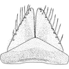 Subgenital plate: Subgenital plate. (Observation).