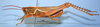 CollectionObject 1514444; 59e76020-4a23-4618-bd59-bc32a7f9a97c, MLP0054/1-2: male (paratype). (CollectionObject).