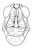 Atopotettix megalocephalus Brown, 1970: Fig. 39. male, head, anterior aspect. (Otu).