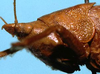 CollectionObject 1507292; da298ced-11ae-4585-86dc-cc274179cc9c: head and pronotum, lateral view (holotype). (CollectionObject).