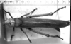 Tropidacris collaris (Stoll, 1813): Image, Carbonell, C.S. female, dorsal view. (Otu).