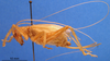 CollectionObject 1505251; b21d9754-0e2d-4f72-ad49-f7756d8c5db4: female, lateral view (holotype). (CollectionObject).