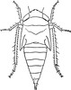 Nymph: !! display not done !! on Paraphlepsius (Sabix) irroratus (Say, 1831): (Observation).