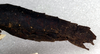 CollectionObject 1558156; NMW 135, 6b01bd85-6243-40af-9295-6575183f2a02: female: end of abdomen, lateral view (holotype). (CollectionObject).