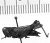 female, lateral view (type). Depicts CollectionObject 1531123; 0cd5891b-3b33-4e7e-8be7-d99de6be7d3c, a CollectionObject.