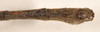CollectionObject 1562045; 592d3df5-fd94-4c8b-ab1b-869655b64f3c: copyright OUMNH. male: end of abdomen, dorsal view of synonym Necroscia esepus (holotype). (CollectionObject).