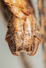 CollectionObject 1499291; edb45c71-d37c-433c-9649-cc16188ed88e: Male, subgenital plate, ventral view (holotype). (CollectionObject).