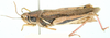 Hadrolecocatantops glauningi (Ramme, 1929): female, lateral view. (Otu).
