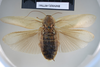 CollectionObject 1552809; NHMUK(SF IMPORT DUPLICATE) BMNH(E) 877061, c7c37f6c-fffa-4fd7-a8d8-2a67167aa121: Copyright NHM, London. Holotype female of Heterolampra pallida, dorsal view. (CollectionObject).