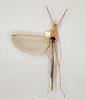 CollectionObject 1563649; 2922d863-db04-4c76-ae25-87de0d2bf5f3: copyright Oliver Zompro. male (syntype). (CollectionObject).
