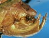 CollectionObject 1505293; 872ccf49-e64d-4c31-8acb-65d5d591fe34: male abdomen tip, lateral view (holotype). (CollectionObject).
