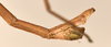 CollectionObject 1558102; 39d15f95-cee6-4278-ab2e-f1dfbc95d897: copyright OUMNH. male: end of abdomen, lateral view (holotype). (CollectionObject).
