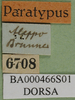 CollectionObject 1502714; 206f3258-0f55-4ea6-b78d-1a84e0360b8f: labels (Pyrgomorpha brevipennis). (CollectionObject).