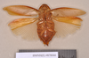 Epilampra sodalis Walker, 1868: Holotype, unsexed, ventral. BMNH(E)#878066. (Otu).